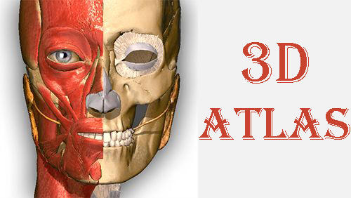 Etude d'anatomie - 3D atlas  