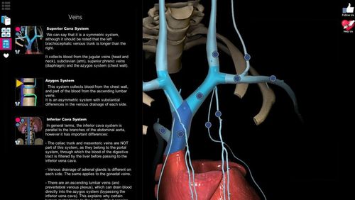 Etude d'anatomie - 3D atlas  