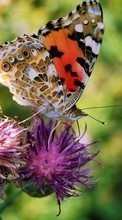 Télécharger une image 320x480 Papillons,Fleurs,Insectes pour le portable gratuitement.