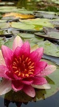 Télécharger une image Eau,Nénuphars,Plantes,Fleurs pour le portable gratuitement.