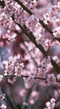 Télécharger une image Plantes,Fleurs,Cerise,Sakura pour le portable gratuitement.