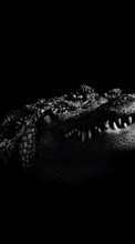 Télécharger une image 320x240 Animaux,Crocodiles pour le portable gratuitement.