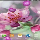 Outre le fond d'écran animé  pour Android téléchargez l'apk gratuit de screensaver Cerise en fleurissement  .
