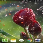 Outre le fond d'écran animé Plumes pour Android téléchargez l'apk gratuit de screensaver Rose: Goutte de pluie .