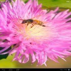 Outre le fond d'écran animé Boule de plasma  pour Android téléchargez l'apk gratuit de screensaver Abeille sur la fleur du trèfle 3D.