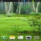 Outre le fond d'écran animé  pour Android téléchargez l'apk gratuit de screensaver Paysage forestier.