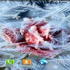 Outre le fond d'écran animé Fleurs dé néon  pour Android téléchargez l'apk gratuit de screensaver Fleurs d'hiver.