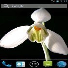 Outre le fond d'écran animé Floral pour Android téléchargez l'apk gratuit de screensaver Perce-neige.