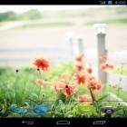 Outre le fond d'écran animé Oiseaux de ciel  pour Android téléchargez l'apk gratuit de screensaver Fleurs d'été .