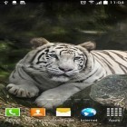 Outre le fond d'écran animé Lettre  pour Android téléchargez l'apk gratuit de screensaver Tigre .