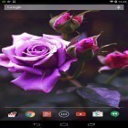 Outre le fond d'écran animé Orage 3D  pour Android téléchargez l'apk gratuit de screensaver Rose violette   .
